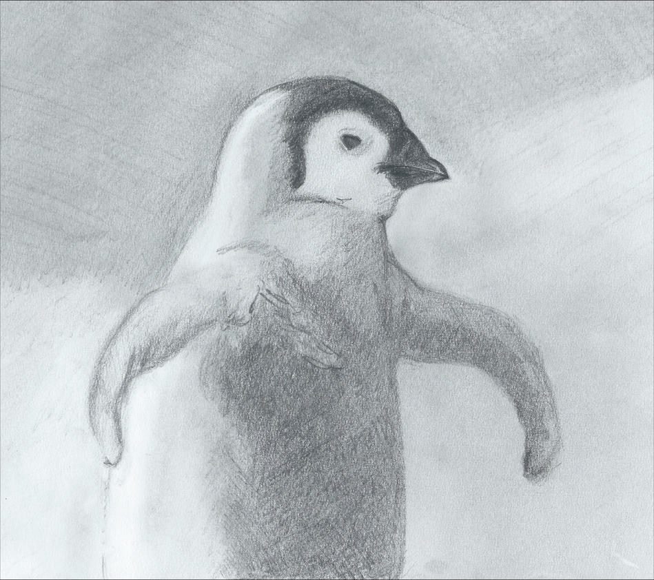 Pencil drawing Young Penguin by BarbarianJ on DeviantArt