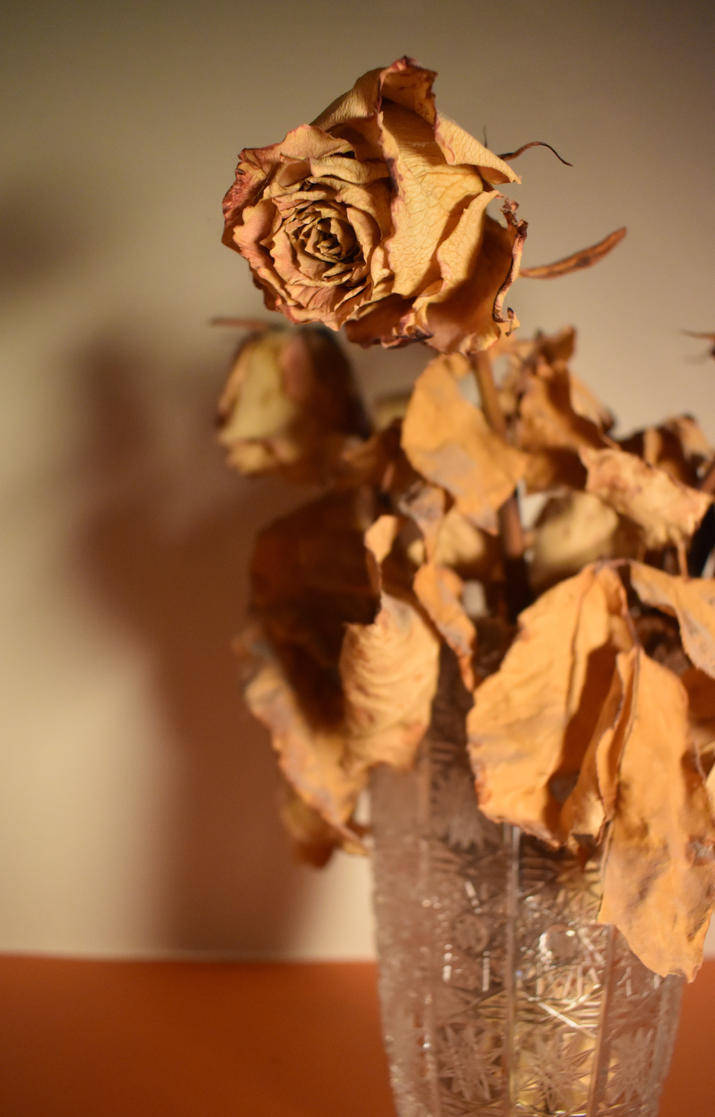 Dried rose by jajafilm