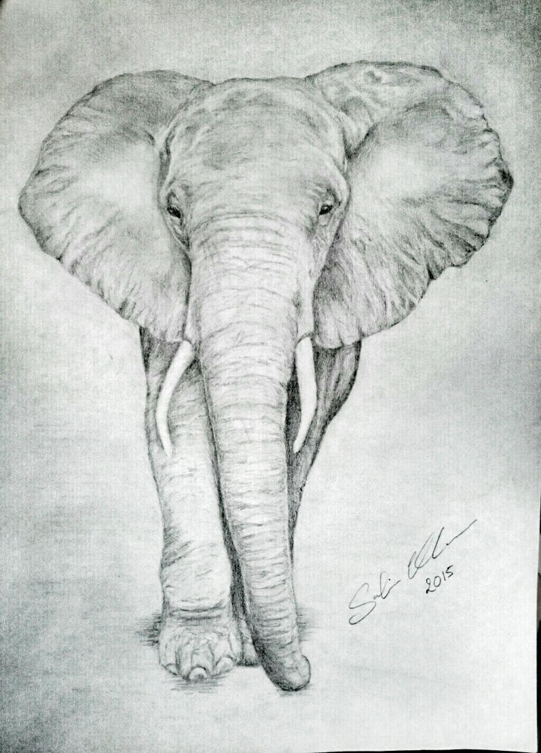 pencil drawing elephant by pixelidix on DeviantArt