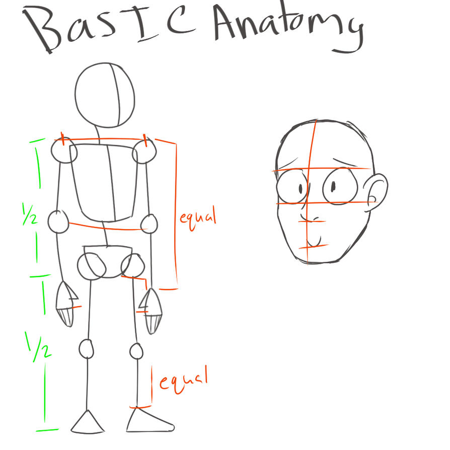 Basic anatomy tips by PixelDemons on DeviantArt