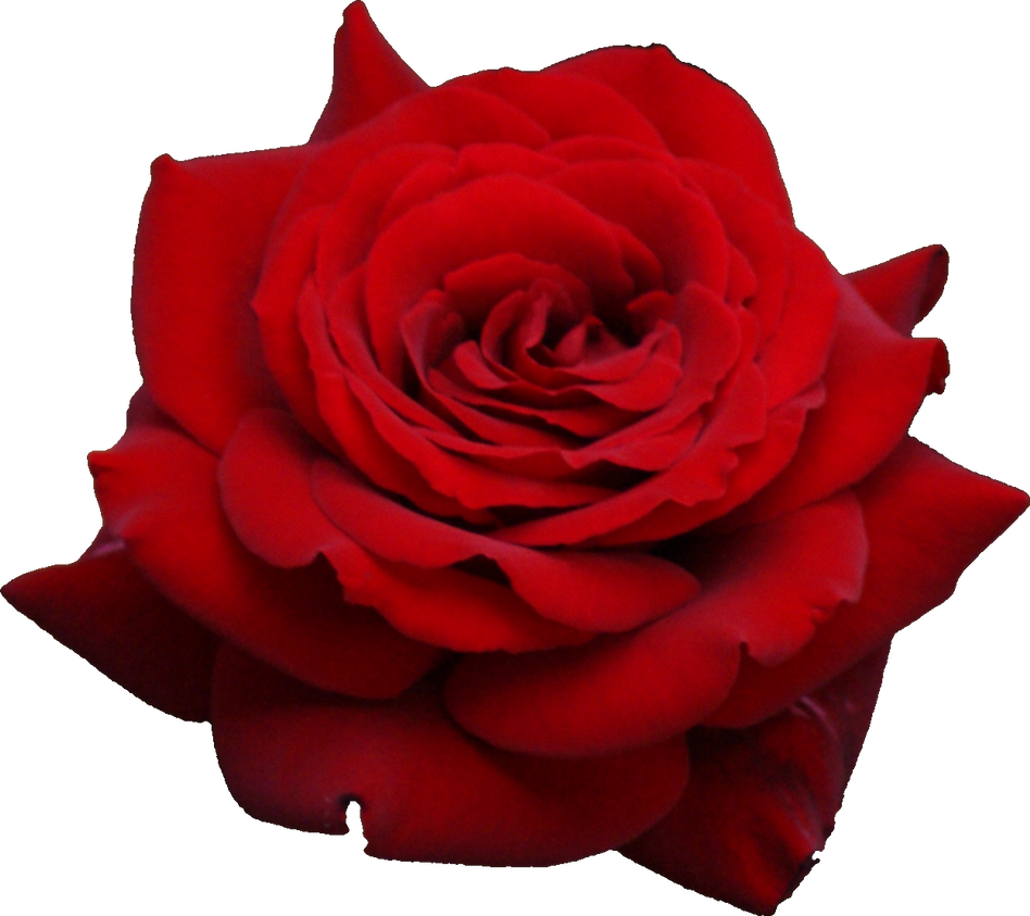 [Jeu] Une rose à dix A_beautiful_rose_png_by_vansiibgjackson-d65s04c