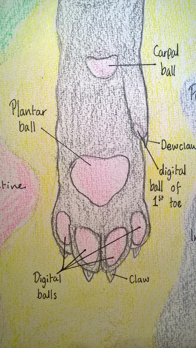Cat paw anatomy by AshstarRiverclan on DeviantArt