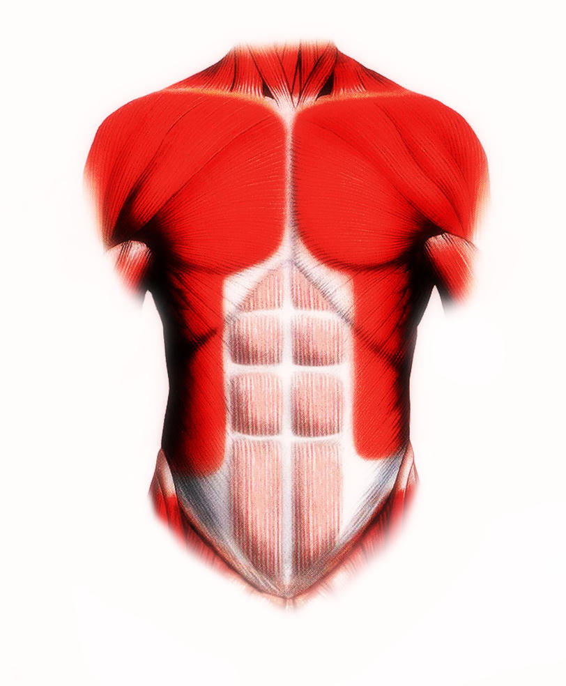 Torso Muscles by spiderfingers86 on DeviantArt