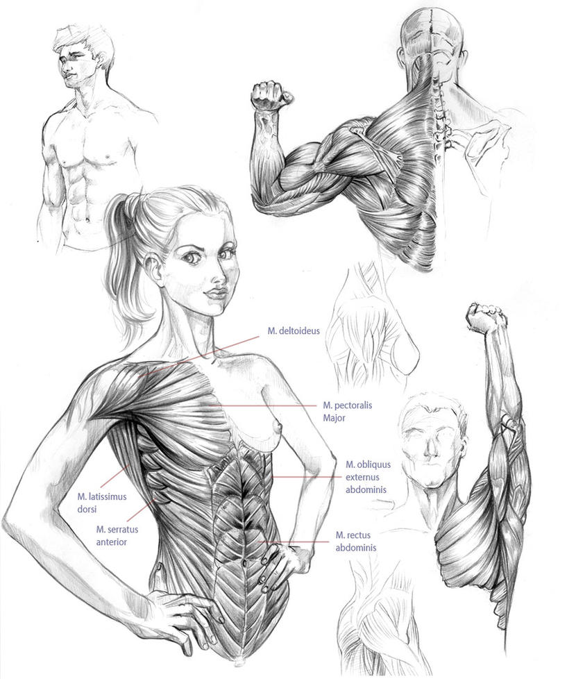 Anatomy studies 01 by Naschi on DeviantArt
