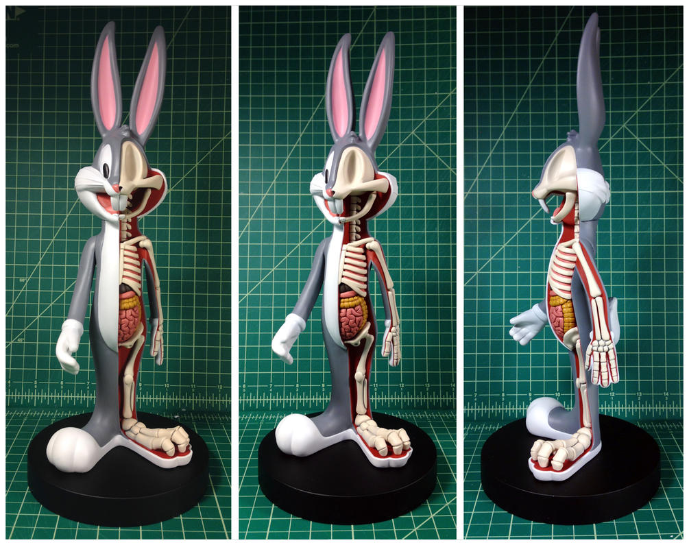 Bugs Bunny Dissection by freeny